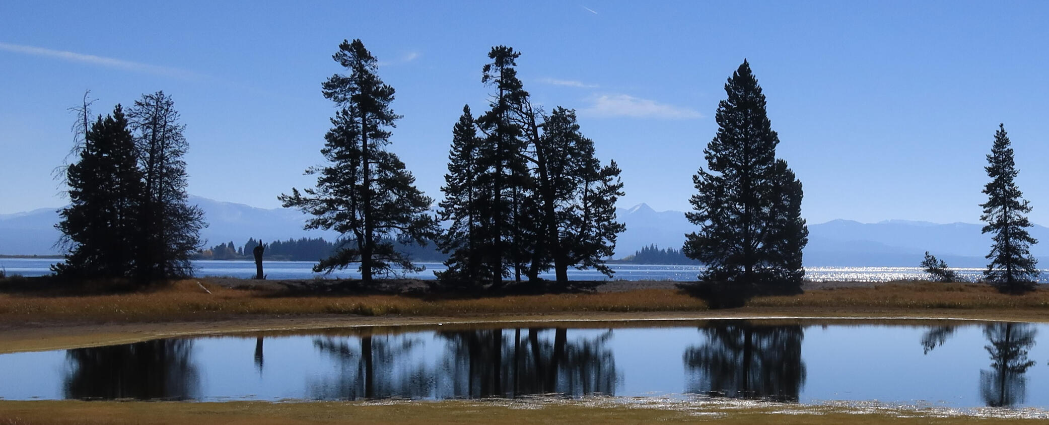 Gull Point-Yellowstone A landscape with tall pine trees reflected in a calm pond, grassy areas in the foreground, and a large lake with mountains in the distance under a clear blue sky.